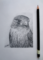 Size: 1000x1400 | Tagged: safe, artist:lollipony, bird, bird of prey, falcon, feral, lifelike feral, ambiguous gender, feathers, irl, monochrome, non-sapient, pencil, pencil drawing, photo, photographed artwork, realistic, sketch, solo, solo ambiguous, traditional art