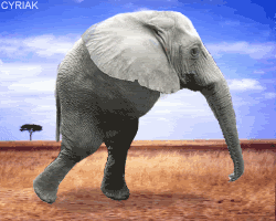 Size: 250x200 | Tagged: safe, artist:cyriak, elephant, mammal, feral, abomination, ambiguous gender, animated, cyriak, gif, low res, nightmare fuel, not salmon, photomanipulation, savanna, solo, solo ambiguous, wat