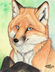 Size: 449x594 | Tagged: safe, artist:goldenwolf, oc, oc only, canine, fox, mammal, red fox, feral, 2009, abstract background, black body, black fur, blue eyes, chain, cheek fluff, ear fluff, fluff, front view, fur, grass, jewelry, looking at you, male, neck fluff, orange body, orange fur, signature, socks (leg marking), solo, solo male, traditional art, whiskers