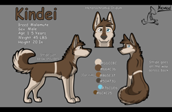 Size: 1280x835 | Tagged: safe, artist:nomad_genesis, oc, oc only, oc:kindei (nomad_genesis), alaskan malamute, canine, dog, mammal, feral, 2012, blue eyes, brown body, brown eyes, brown fur, character name, cheek fluff, chest fluff, color palette, curled tail, digital art, ear fluff, fluff, front view, fur, gray background, head fluff, heterochromia, looking at you, looking back, looking back at you, male, rear view, reference sheet, side view, simple background, solo, solo male, tail, tail fluff, tan body, tan fur