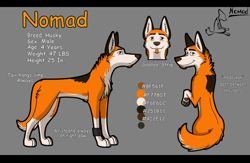 Size: 1280x837 | Tagged: safe, artist:nomad_genesis, oc, oc only, oc:nomad (nomad_genesis), canine, dog, husky, mammal, feral, 2012, black body, black fur, brown eyes, cheek fluff, chest fluff, color palette, cream body, cream fur, digital art, ear fluff, fluff, front view, fur, goatee, gray background, looking at you, looking back, looking back at you, male, neck fluff, orange body, orange fur, paw pads, paws, rear view, reference sheet, side view, simple background, solo, solo male, tail, tail fluff, underpaw, wristband