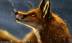 Size: 1250x752 | Tagged: safe, artist:flashlioness, canine, fox, mammal, red fox, feral, lifelike feral, 2020, amber eyes, ambiguous gender, black nose, blep, brown body, brown fur, digital art, digital painting, fur, non-sapient, orange body, orange fur, rain, realistic, side view, signature, solo, solo ambiguous, tongue, tongue out, wet, whiskers, white body, white fur