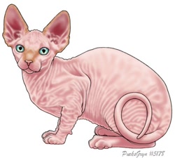 Size: 500x450 | Tagged: safe, artist:pucksgryn, cat, feline, mammal, sphynx cat, feral, lifelike feral, 2009, ambiguous gender, blue eyes, digital art, hairless, looking at you, low res, non-sapient, paw pads, paws, pink body, pink nose, pink skin, realistic, side view, signature, simple background, skin, tail, white background
