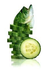 Size: 595x850 | Tagged: safe, artist:sarah deremer, fish, feral, lifelike feral, abomination, ambiguous gender, body horror, cucumber, food, non-sapient, not salmon, photomanipulation, pun, realistic, simple background, solo, solo ambiguous, vegetables, visual pun, wat, white background