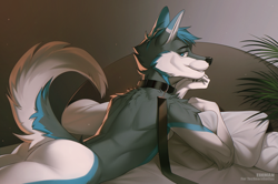 Size: 1503x1000 | Tagged: suggestive, artist:eihman, oc, oc only, oc:techno-robot-fox, canine, fox, mammal, anthro, 2020, bed, blue eyes, butt, collar, fluff, fur, gray body, gray fur, hair, leash, looking at you, male, pinup, shoulder fluff, signature, solo, solo male, tail, tail fluff, white body, white fur