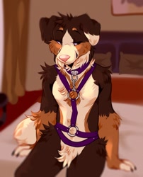 Size: 1032x1280 | Tagged: safe, artist:soureggnog, oc, oc:bernie (demdoe), bernese mountain dog, canine, dog, mammal, anthro, 2019, arm fluff, bed, brown body, brown fur, cheek fluff, chest fluff, digital art, floppy ears, fluff, front view, fur, harness, head fluff, indoors, male, neck fluff, on bed, pink nose, pubic fluff, purple eyes, sitting, solo, solo male, tack, tail, white body, white fur