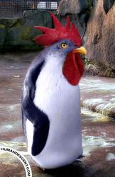 Size: 400x619 | Tagged: safe, artist:humandescent, bird, chicken, galliform, hybrid, penguin, feral, abomination, ambiguous gender, low res, not salmon, photomanipulation, solo, solo ambiguous, wat