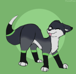 Size: 989x964 | Tagged: safe, artist:pocketpaws, canine, fox, mammal, feral, 2d, 2d animation, ambiguous gender, animated, black body, black fur, cute, eyes closed, frame by frame, front view, fur, gif, solo, solo ambiguous, tail, tail wag, three-quarter view, tongue, tongue out