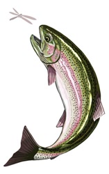 Size: 337x537 | Tagged: safe, artist:もちもち, arthropod, dragonfly, fish, insect, rainbow trout, trout, feral, lifelike feral, 2007, ambiguous gender, duo, duo ambiguous, fins, fish tail, green body, non-sapient, pink body, realistic, simple background, size difference, spotted body, tail, white background