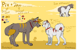 Size: 1234x801 | Tagged: safe, artist:citrinelle, oc, oc:piv (pivv), oc:zan (citrinelle), arctic wolf, canine, dog, mammal, samoyed, wolf, feral, 2012, blue eyes, butt fluff, character name, cheek fluff, chest fluff, collar, color palette, curled tail, digital art, duo, face to face, fangs, female, female symbol, feral/feral, fluff, fur, gender symbol, goggles, gray body, gray eyes, gray fur, hair, heterochromia, male, male symbol, male/female, neck fluff, paw pads, paws, pet tag, red body, red eyes, red fur, reference sheet, sharp teeth, shipping, side view, silhouette, size comparison, size difference, standing, striped fur, tail, teeth, yellow body, yellow fur, yellow hair