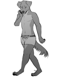 Size: 766x1042 | Tagged: safe, artist:thrushes, oc, oc only, oc:nanashi the dog, canine, dog, mammal, anthro, 2016, amber eyes, bottomwear, brown body, brown fur, claws, clothes, ear fluff, eyebrows, floppy ears, fluff, fur, grayscale, looking at you, male, males only, monochrome, paw pads, paws, shorts, shy, sketch, solo, solo male, tail, tail fluff, teeth, twink