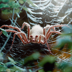 Size: 1920x1920 | Tagged: safe, artist:cristian girotto, arachnid, arthropod, fictional species, hybrid, mammal, pig, spider, suid, feral, ambiguous gender, eight legs, multiple legs, multiple limbs, non-sapient, not salmon, photomanipulation, realistic, solo, solo ambiguous, spider web, wat