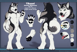Size: 1280x853 | Tagged: safe, artist:kinsheph, oc, oc only, oc:tikaani (metastable), alaskan malamute, canine, dog, mammal, anthro, digitigrade anthro, 2020, abstract background, belly button, bicolor eyes, black body, black fur, black nose, blep, blue eyes, butt, character name, cheek fluff, chest fluff, claws, close-up, color palette, complete nudity, curled tail, digital art, eyebrows, fangs, featureless crotch, fluff, front view, fur, gray body, gray fur, green eyes, male, multicolored fur, neck fluff, nudity, paw pads, paws, pubic fluff, raised hand, rear view, reference sheet, sharp teeth, solo, solo male, standing, tail, teeth, tongue, tongue out, underpaw, white body, white fur