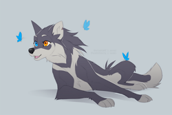 Size: 1000x667 | Tagged: safe, artist:azzai, oc, oc only, oc:azzai, arthropod, butterfly, canine, mammal, wolf, feral, cc by-nc-nd, creative commons, 2020, female, fluff, heterochromia, light blue background, looking at something, lying down, open mouth, paws, simple background, solo, solo female, tail