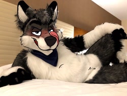 Size: 1024x768 | Tagged: safe, artist:madefuryou, artist:rottenrobbie, photographer:ckhyena, oc, oc only, oc:kyash, canine, mammal, wolf, anthro, 2019, bandanna, bed, cheek fluff, clothes, draw over, fluff, fursuit, irl, licking lips, looking at you, male, on bed, on side, photo, solo, solo male, teeth, tongue, tongue out