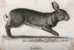 Size: 3200x2181 | Tagged: artist needed, safe, lagomorph, mammal, rabbit, feral, lifelike feral, ambiguous gender, cc pdm, etching, fur, grayscale, high res, looking at you, monochrome, non-sapient, paws, public domain, rabbet, realistic, running, short tail, side view, solo, solo ambiguous, tail, traditional art, unknown artist, whiskers
