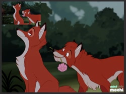 Size: 1280x963 | Tagged: dead source, safe, artist:mintchipmochi, tod (the fox and the hound), vixey (the fox and the hound), canine, fox, mammal, red fox, vulpine, feral, disney, the fox and the hound, 2019, 2d, cheek fluff, chest fluff, duo, duo male and female, fangs, female, feral/feral, flower, fluff, fur, holding, looking at each other, looking back, male, male/female, mouth hold, multicolored fur, neck fluff, orange body, orange fur, outdoors, red body, red fur, redraw, shipping, sitting, standing, tail, two toned body, two toned fur, vixeytod (the fox and the hound), whiskers, white body, white fur