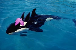 Size: 1280x853 | Tagged: safe, artist:starliiite, oc, oc only, oc:cadey, cetacean, mammal, orca, feral, 2020, draw over, female, hair, irl, partially submerged, photo, pink eyes, solo, solo female, swimming, tail, water
