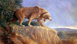 Size: 810x468 | Tagged: safe, artist:charles r. knight, feline, mammal, saber-toothed cat, smilodon, feral, lifelike feral, 1903, ambiguous gender, fur, non-sapient, open mouth, outdoors, painting, prehistoric, public domain, realistic, sabertooth (anatomy), side view, signature, solo, solo ambiguous, standing, traditional art