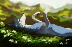 Size: 1280x832 | Tagged: safe, artist:geo saiko, canine, mammal, wolf, feral, flower, grass, lying down, lying in grass, meadow, on back, paws in air, solo