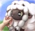 Size: 1600x1425 | Tagged: safe, artist:otakuap, fictional species, human, mammal, wooloo, feral, nintendo, pokémon, 2019, 2d, ambiguous gender, cute, disembodied hand, drinking, drinking straw, fluff, heart, juice box, looking at something, solo focus