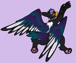 Size: 1208x1000 | Tagged: safe, artist:offwhiteowl, oc, oc only, oc:azuki puddles, billed magpie, billed magpie gryphon, bird, corvid, feline, fictional species, gryphon, magpie, songbird, feral, beak, bird feet, flower, paws, solo, spread wings, wings