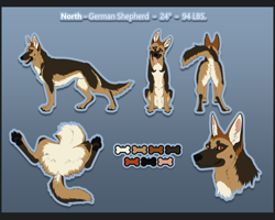 Size: 1200x960 | Tagged: safe, alternate version, artist:incorgnito, oc, oc only, oc:north (northshepherd), canine, dog, german shepherd, mammal, feral, 2019, anus, brown eyes, bust, close-up, color palette, colour palette, dark genitals, ear fluff, erection, featureless crotch, fluff, gradient background, head tilt, male, nudity, paw pads, paws, portrait, raised tail, rear view, reference sheet, side view, simplistic anus, sitting, solo, solo male, tail, tail fluff, tongue, tongue out, underpaw