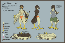 Size: 2000x1333 | Tagged: safe, artist:doesnotexist, oc, oc only, oc:lief woodcock, bird, bird of prey, eurasian sparrowhawk, hawk, anthro, 2020, beak, bottomwear, clothes, english text, feathered wings, feathers, male, reference sheet, shorts, solo, solo male, tail, tail feathers, text, topwear, underwear, vest, wings