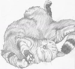 Size: 1280x1183 | Tagged: safe, artist:homumu, oc, oc only, cat, feline, mammal, feral, 2012, ambiguous gender, grayscale, monochrome, paw pads, paws, sleeping, solo, solo ambiguous, traditional art, underpaw, whiskers