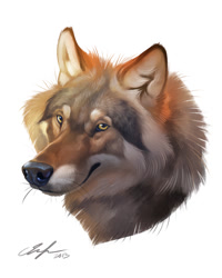 Size: 962x1200 | Tagged: safe, artist:ailah, canine, mammal, wolf, feral, lifelike feral, 2013, ambiguous gender, bust, cheek fluff, ear fluff, fluff, fur, hazel eyes, neck fluff, non-sapient, realistic, signature, simple background, solo, solo ambiguous, whiskers, white background, yellow eyes