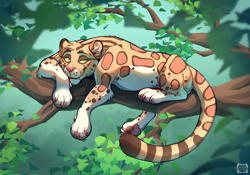 Size: 1200x842 | Tagged: species needed, safe, artist:pyttinski, oc, oc only, oc:mango (mintchipmochi), big cat, feline, mammal, feral, butt f, cheek fluff, claws, ear fluff, fangs, female, fluff, fur, green eyes, head fluff, leaf, leg fluff, leg in air, looking at you, lying down, outdoors, paw pads, paws, prone, ringtail, signature, slit pupils, solo, solo female, spotted fur, tail, teeth, tree, tree branch, watermark, whiskers, yellow sclera