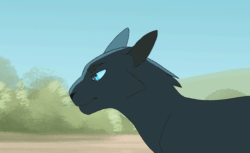Size: 900x549 | Tagged: safe, artist:finchwing, crowfeather (warrior cats), cat, feline, mammal, feral, warrior cats, 2017, 2d, 2d animation, animated, blue eyes, eyes closed, frame by frame, gif, looking at you, male, map:somebody to love (warrior cats), paws, solo, solo male