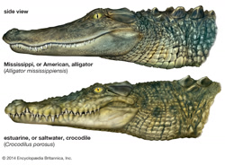 Size: 1599x1176 | Tagged: safe, artist:encyclopædia britannica, alligator, crocodile, crocodilian, reptile, feral, lifelike feral, ambiguous gender, bust, duo, english text, green body, green scales, non-sapient, profile, realistic, scales, sharp teeth, side view, slit pupils, tan scales, teeth