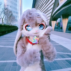 Size: 1620x1620 | Tagged: safe, artist:atelier amanojaku, part of a set, photographer:4bfox, oc, oc only, oc:ina (4bfox), lagomorph, mammal, rabbit, anthro, blue eyes, building, bush, city, collar, colored pupils, cute, floppy ears, front view, fullsuit, fur, fursuit, gray fur, hand hold, hand on face, holding, irl, kemono, lollipop, male, outdoors, photo, solo, solo male, tree, white fur