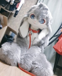 Size: 842x1024 | Tagged: safe, artist:atelier amanojaku, part of a set, photographer:4bfox, oc:ina (4bfox), lagomorph, mammal, rabbit, anthro, 2018, blue eyes, chair, collar, floppy ears, front view, fullsuit, fur, fursuit, gray fur, indoors, irl, kneeling, leash, long ears, looking at you, low angle, male, paws, photo, solo, solo male, white fur
