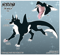 Size: 3300x3000 | Tagged: safe, artist:moonhoek, oc, oc only, oc:norvina, canine, cetacean, hybrid, mammal, orca, wolf, feral, aquatic, bust, claws, digital art, fangs, female, fins, flat colors, fluff, full body, fur, fursona, head fluff, high res, maw, mawshot, open mouth, orcawolf, paw pads, paws, reference sheet, solo, solo female, teeth, tongue, tongue out