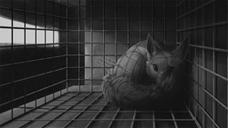 Size: 1200x675 | Tagged: safe, artist:ipoke, canine, fox, mammal, feral, lifelike feral, 16:9, 2020, ambiguous gender, cage, curled up, ear fluff, fluff, grayscale, looking at you, monochrome, non-sapient, realistic, scared, solo, solo ambiguous, tail, tail fluff, whiskers