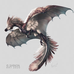 Size: 800x800 | Tagged: safe, artist:shadeofshinon, dragon, feathered dragon, fictional species, feral, ambiguous gender, claws, feathers, fluff, gray background, signature, simple background, solo, solo ambiguous, tail, talons, watermark, wings