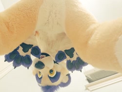 Size: 1024x768 | Tagged: safe, artist:tokai, oc, oc only, oc:meersnack, mammal, meerkat, anthro, 2020, bottom view, claws, featureless crotch, fluff, fullsuit, fur, fursuit, head fluff, indoors, irl, looking at you, male, open mouth, paw pads, paws, photo, purple fur, solo, solo male, tan fur, yellow eyes