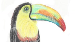 Size: 1280x720 | Tagged: safe, artist:hungryturtle16, bird, keel-billed toucan, toucan, feral, lifelike feral, 16:9, ambiguous gender, beak, black feathers, bust, feathers, non-sapient, realistic, red feathers, simple background, solo, solo ambiguous, traditional art, white background, yellow feathers