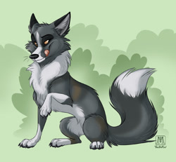 Size: 900x831 | Tagged: safe, artist:tanidareal, oc, oc only, oc:star, canine, fox, mammal, red fox, silver fox, feral, 2020, abstract background, black claws, cheek fluff, chest fluff, claws, commission, digital art, fluff, fur, gray fur, licking lips, male, paw pads, paws, sitting, solo, solo male, tail, tail fluff, tongue, tongue out, whiskers, yellow eyes