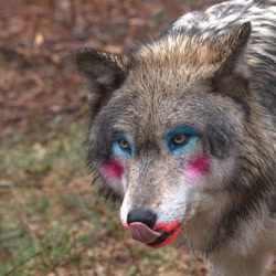 Size: 400x400 | Tagged: photographer needed, safe, canine, mammal, wolf, feral, abomination, ambiguous gender, god is dead, high octane nightmare fuel, irl, low res, makeup, nightmare fuel, not salmon, photo, shitposting, solo, solo ambiguous, ugly, wat, why