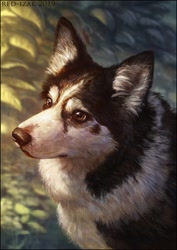 Size: 704x994 | Tagged: safe, artist:red-izak, canine, dog, husky, mammal, feral, lifelike feral, ambiguous gender, black fur, blurred background, brown eyes, bust, ear fluff, fluff, front view, fur, high angle, leaf, looking at something, non-sapient, realistic, solo, solo ambiguous, three-quarter view, white fur