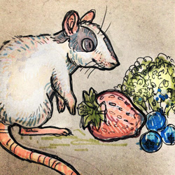 Size: 612x612 | Tagged: safe, artist:alyssizzle-smithness, mammal, rat, rodent, feral, 2013, berry, blueberry, broccoli, cute, female, food, fruit, hairless tail, omnivore, solo, solo female, strawberry, tail, vegetables