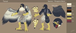 Size: 1280x565 | Tagged: safe, artist:syberfab, oc, oc only, oc:tiercel, bird, bird of prey, falcon, peregrine falcon, anthro, digitigrade anthro, beak, big wings, bird feet, body markings, brown eyes, character name, chest fluff, claws, feathered wings, feathers, featureless crotch, fluff, front view, gray feathers, hand on hip, looking at you, male, open mouth, rear view, reference sheet, signature, solo, solo male, standing, tail, tail feathers, talons, tan feathers, wings, yellow body