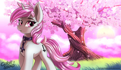 Size: 1600x928 | Tagged: safe, artist:colorsoundz, oc, oc only, oc:blossom, equine, fictional species, mammal, pony, unicorn, feral, hasbro, my little pony, cherry blossoms, cherry tree, female, flower, flower blossom, intertwined trees, mare, scenery, scenery porn, solo, solo female, tree, watermark