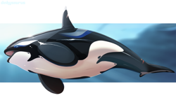Size: 2000x1200 | Tagged: safe, artist:dinkysaurusart, oc, oc:cyrca, cetacean, mammal, orca, feral, lifelike feral, black body, black skin, blue body, commission, fangs, fat, female, fins, fish tail, mottled body, non-sapient, open mouth, realistic, scar, sharp teeth, side view, simple background, solo, solo female, tail, teeth, underwater, water, white background, white body, white skin