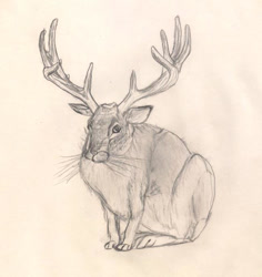 Size: 648x686 | Tagged: safe, artist:blackzodiac333, fictional species, jackalope, lagomorph, mammal, feral, ambiguous gender, antlers, grayscale, looking at you, monochrome, paws, pencil drawing, sitting, solo, solo ambiguous, traditional art, whiskers