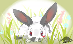Size: 1607x976 | Tagged: safe, artist:louna-ashasou, lagomorph, mammal, rabbit, feral, lifelike feral, 2017, :<, ambiguous gender, digital art, front view, frowning, fur, grass, gray fur, long ears, lying down, non-sapient, prone, realistic, red eyes, solo, solo ambiguous, spotted fur, watermark, whiskers, white fur