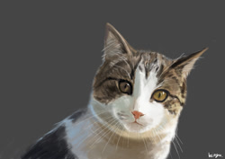 Size: 842x595 | Tagged: safe, artist:keiryu, cat, feline, mammal, feral, lifelike feral, 2008, ambiguous gender, bust, gray background, non-sapient, realistic, signature, simple background, smiling, solo, solo ambiguous, whiskers